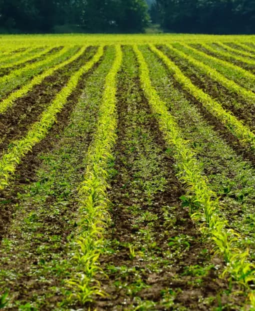 Trabaja con nostros Gherbezza turbinas neumaticas para sembradoras Trabaja con nostros Gherbezza turbinas neumaticas para sembradoras